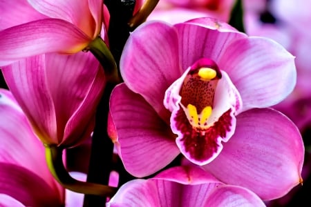 PINK BEAUTY - nature, macro, splendor, orchid, flower, pink