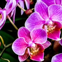 ORCHIDS