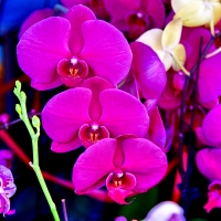 ORCHIDS