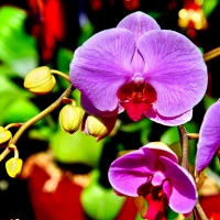 ORCHID