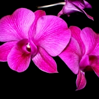 ORCHID