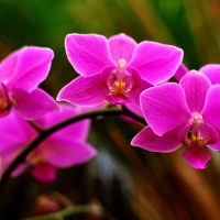 BEAUTY of ORCHIDS