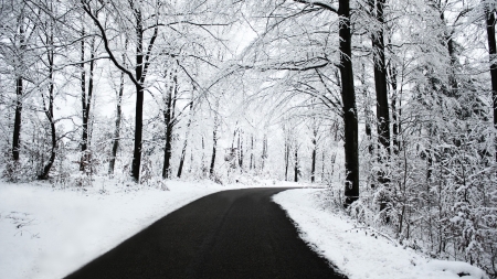 Winter Road - nature, trees, forest, snow, winter, road