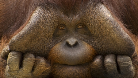 orangutan - primate, ape, orangutan, face