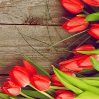 Tulips background