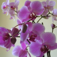 Orchids