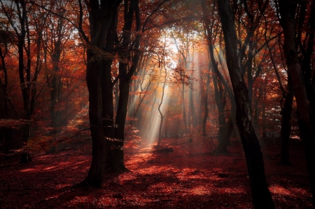 Forest Rays - trees, forest, nature, rays