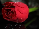 Red Rose