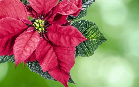 poinsettia - poinsettia, flowers, petals, red