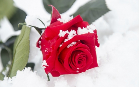 Red Rose - flowers, red, rose, snow