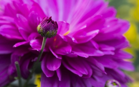 Beautiful Flower - flower, purple, nature, bloom