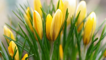 Beautiful Flowers - flowers, yellow, nature, buds