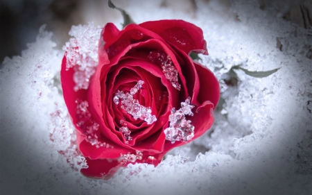 Frozen Rose - snow, rose, frozen, flower