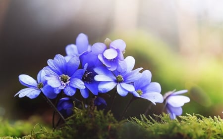 Beautiful Flowers - flowers, petals, nature, blue