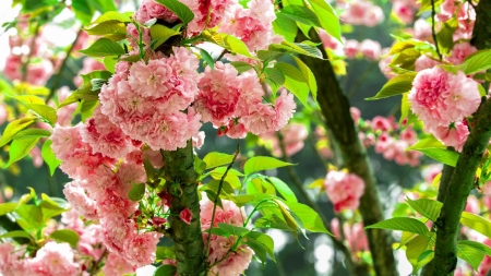 Beautiful Flowers - flowers, spring, pink, nature