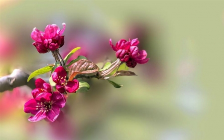 Beautiful Flowers - flowers, pink, nature, bloom