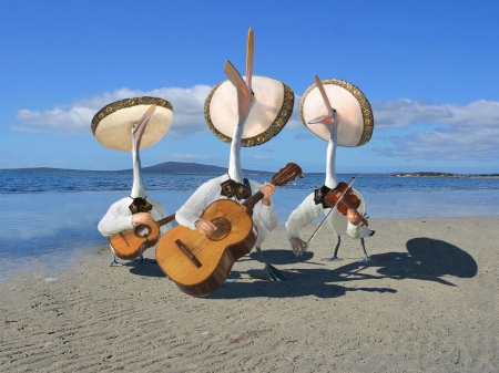 Beach Musicians - guitar, sombrero, funny, pelican, sea