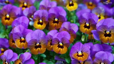 Pansies - blossoms, garden, spring, colors, petals