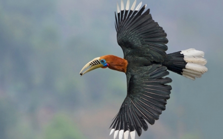 Nepalese Hornbill - feather, red, black-breasted hornbill, black, bird, nepalese hornbill, wings, white, pasare, orange