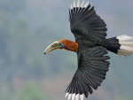 Nepalese Hornbill