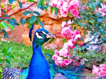 Peacock - flower, pasare, bird, pink, peacock, blue