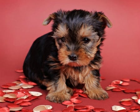 Yorkshire Terrier - heart, dog, sweet, animal, red, valentine, yorkshire terrier, cute, puppy