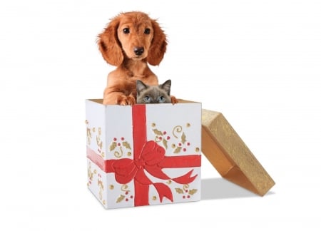 Christmas surprise - craciun, gift, cat, puppy, pisica, christmas, caine, white, box, dog, red, card, animal, cute