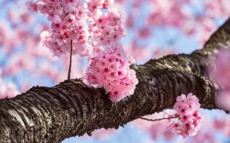 Spring - sakura, blue, blossom, cherry, spring, pink, tree, sky