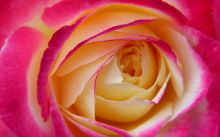 Rose - flower, rose, pink, yellow, macro, skin