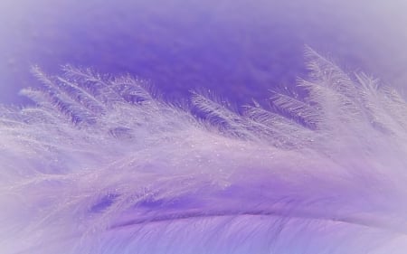 Feather - feather, purple, pink, lila, texture