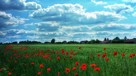 Countryside - nature, field, poppies, country