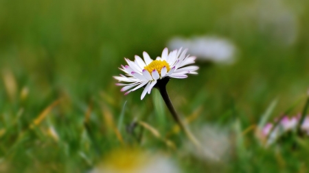 Meadow - daisy, spring, grass, nature