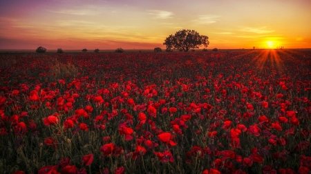 Poppies - nature, field, sunset, poppies