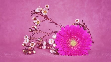 Gerbera - flower, nature, pink, gerbera