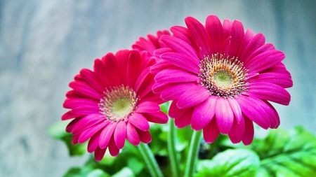 Gerberas - flowers, nature, red, gerbera