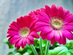 Gerberas