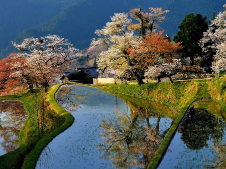 Spring Garden - bloom, trees, nature, pond, garden, Japan, spring, home