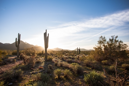 Desert - wind, Desert, cloud, cactus, sand, sky