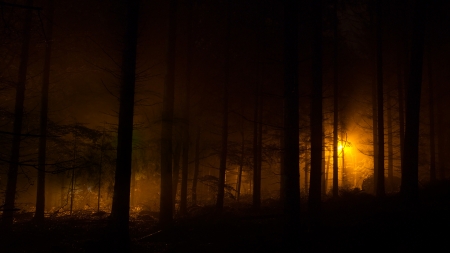 Forest Sunlight - morning, trees, woods, sunlight, forest, light