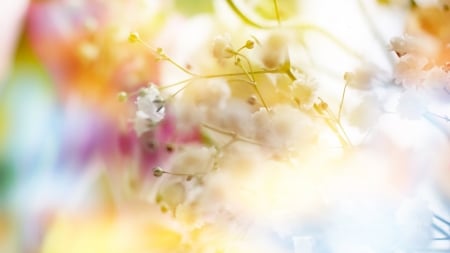 Spring Soft - blossoms, summer, delicate, soft, flowers, spring, pastel, blooms, floral, tree