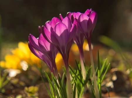 purple crocus flowers - nature, purple, crocus, flowers, spring