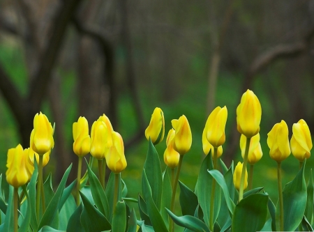 yellow garden tulips