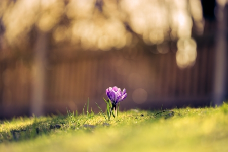 Bokeh - flowers, bokeh, nature, spring, grass, light, spring time