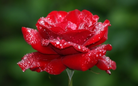 Kiss of Red - dewy, water, red, rose, droplets