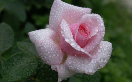 Pink Rose - flower, drops, pink, rose