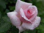 Pink Rose