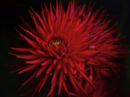 Red in the dark - wonderful, flower, red, dark