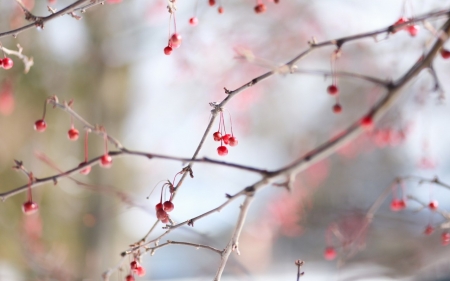 Winter Branches - berry, cold, winter, red