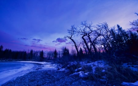 Winter Dawn - snow, glow, trees, old