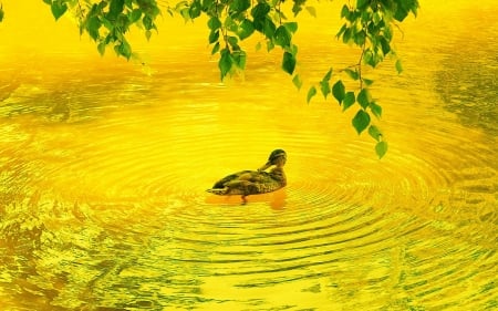 Duck floats in a yellow pond - colorful, duck, pond, trees